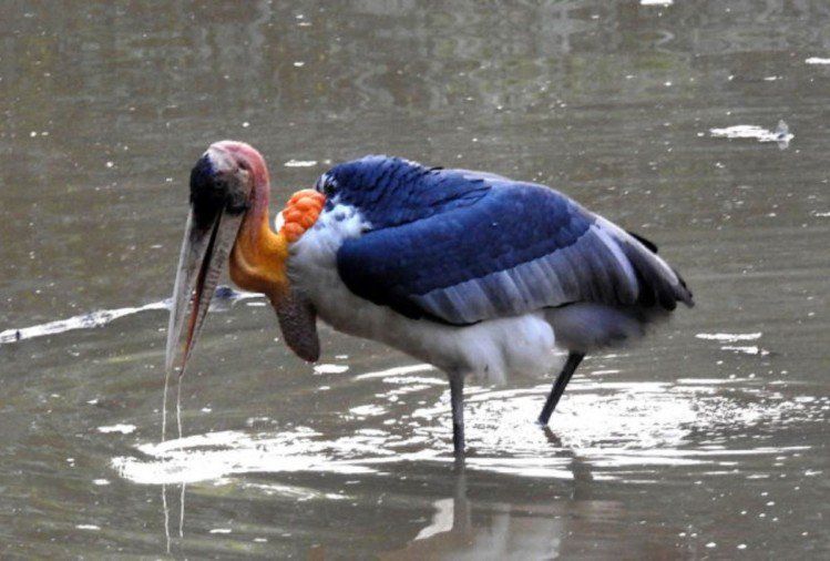 Photo of About Kaziranga National Park 3/4 by Wildlife Tourism