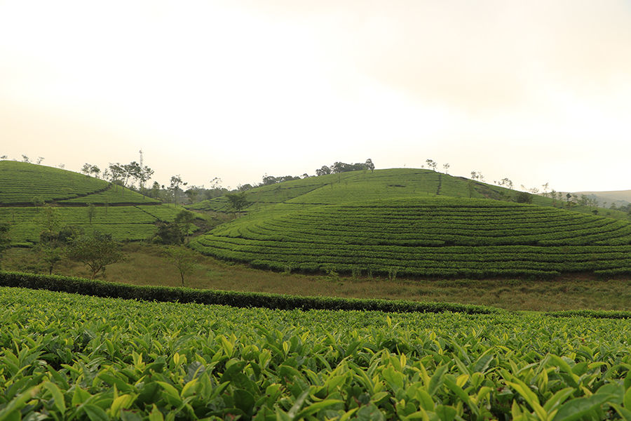 Photo of Exploring Kerala - A Trip to secret pristine places Vagamon & Allepey by Nithya Rajapandian