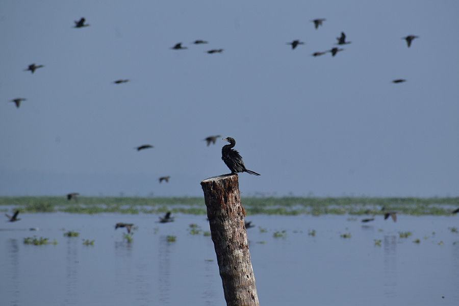 Photo of Exploring Kerala - A Trip to secret pristine places Vagamon & Allepey by Nithya Rajapandian