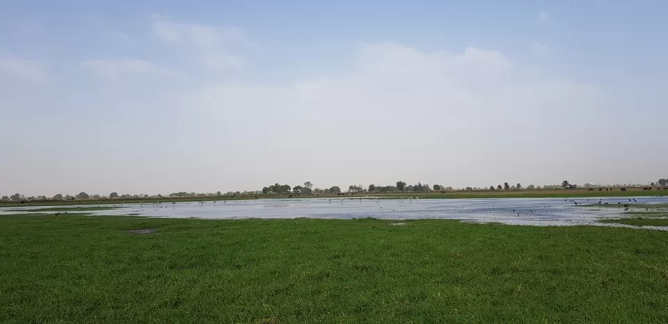 Photo of Dhanauri Wetlands, Thasrana, Uttar Pradesh, India by Vishal Monakar