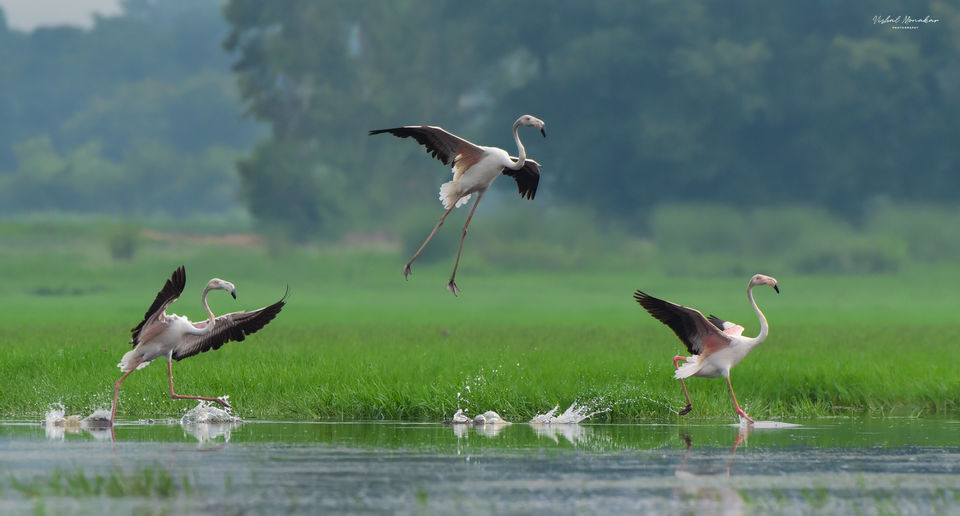 Photo of A walk through the land of Sarus Cranes - Dhanauri Wetlands by Vishal Monakar