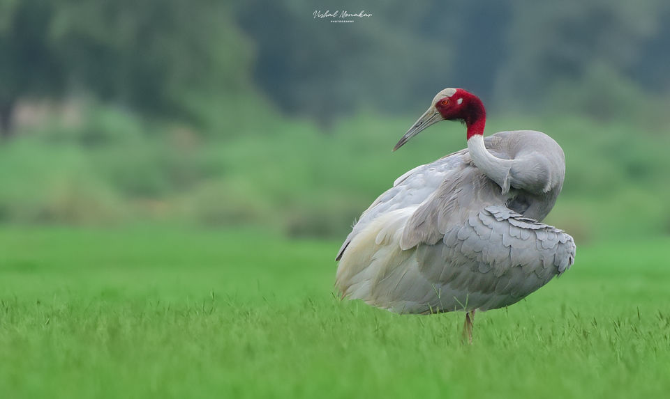 Photo of A walk through the land of Sarus Cranes - Dhanauri Wetlands by Vishal Monakar