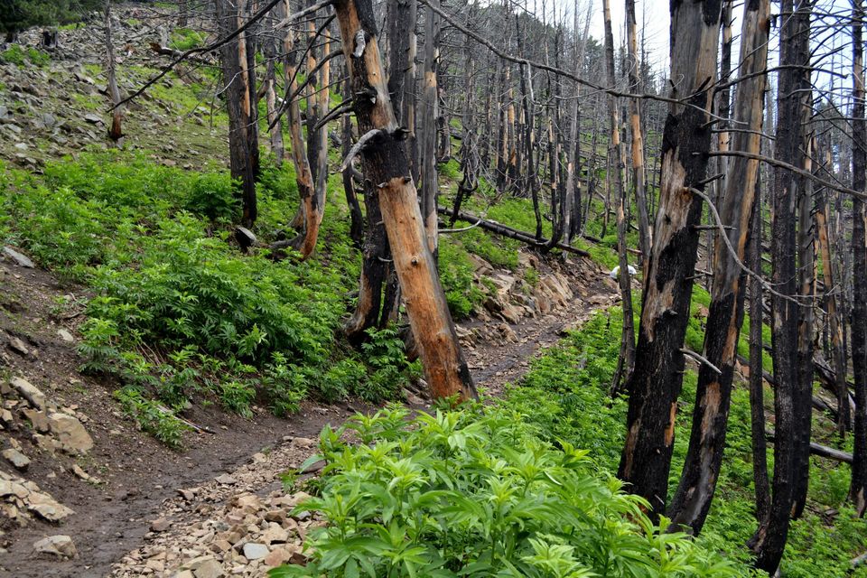 Photo of Trek to Gangabal Lake, Nundkol Lake 4/163 by Tahir Wani