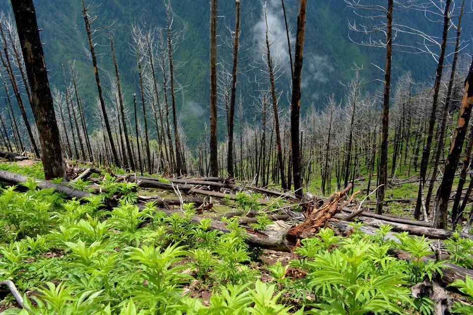 Photo of Trek to Gangabal Lake, Nundkol Lake 3/163 by Tahir Wani