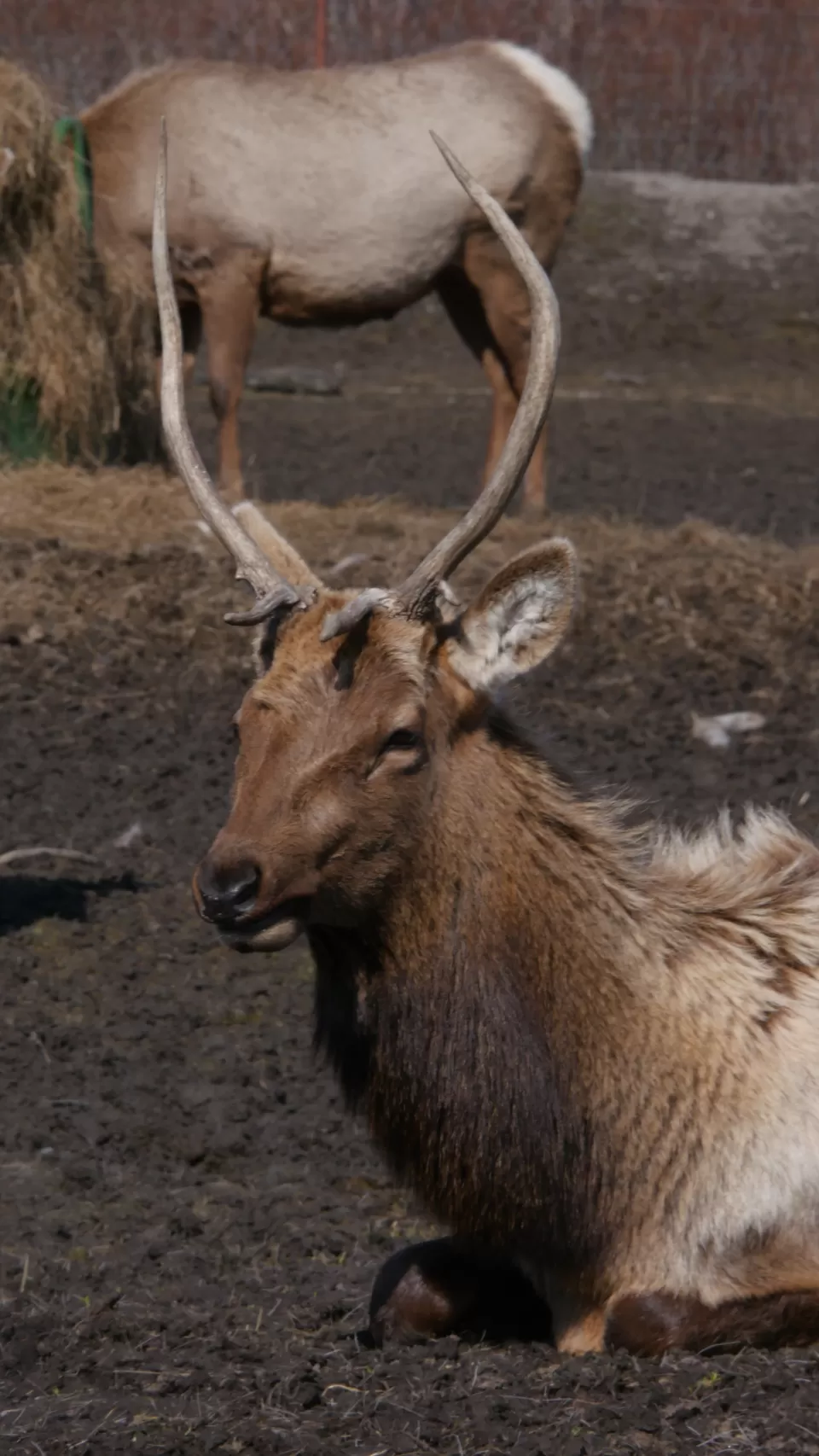 Photo of Alaska Wildlife Conservation Center, Seward Highway, Portage, AK, USA by Annie Benzie
