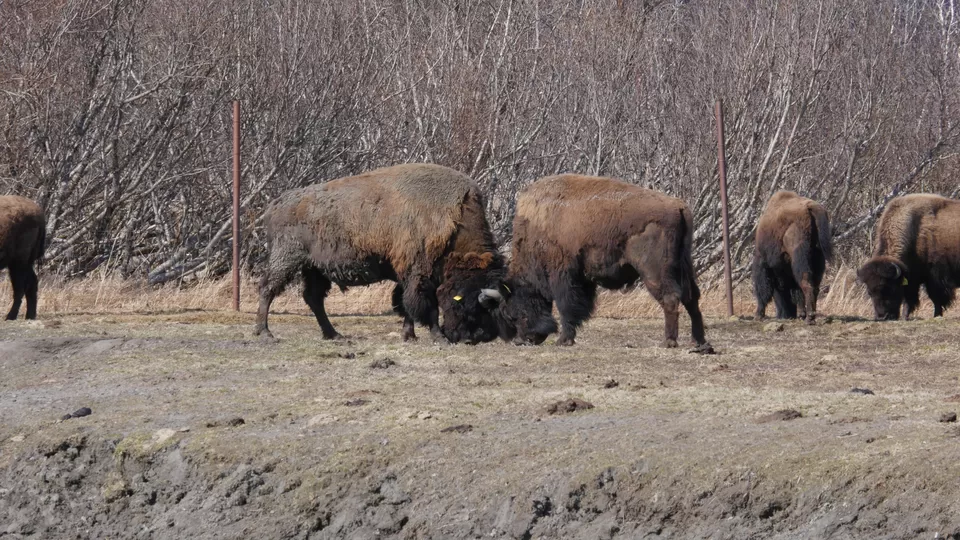 Photo of Alaska Wildlife Conservation Center, Seward Highway, Portage, AK, USA by Annie Benzie