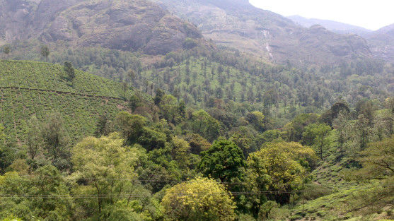 Photo of Why I Travelled Solo to Kerala and You Should Do Too At Least Once 1/8 by Nagabhushan M N