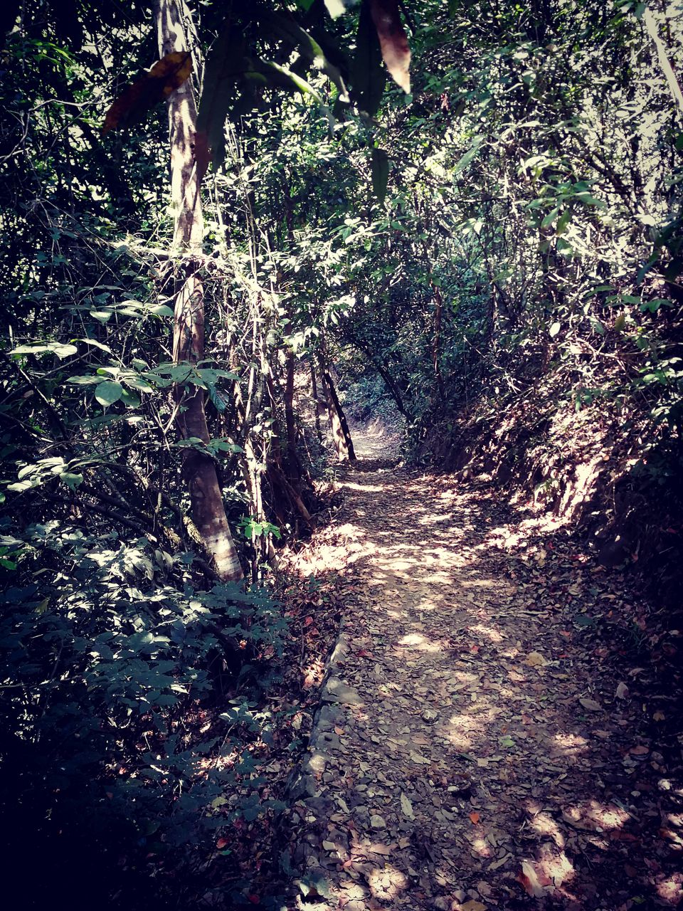 Photo of What you need to know about trekking in god's own country:PAITHALAMALA TREK 1/4 by thesolitarybackpacker