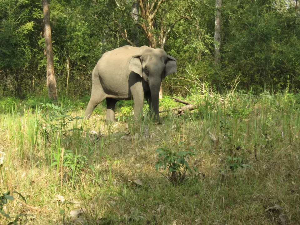 Photo of Nagarhole National Park, Mysore - Madikeri Rd, Hunsur, Karnataka, India by Saptadeepa Bandopadhyay