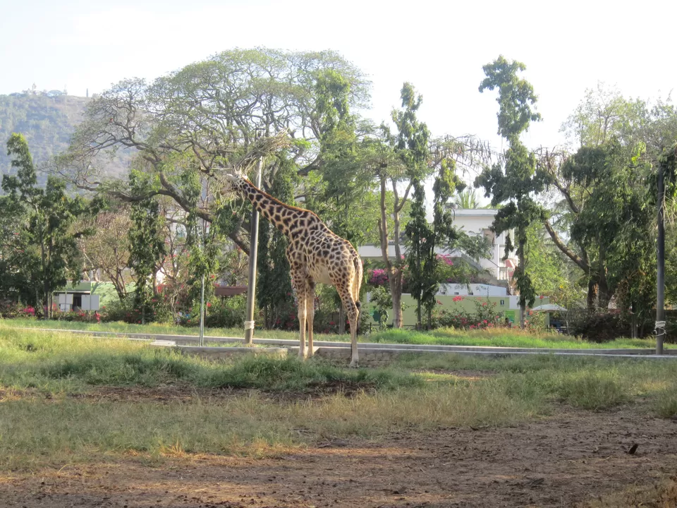 Photo of Mysore Zoo, Indira Nagar, Ittige Gudu, Mysuru, Karnataka by Saptadeepa Bandopadhyay