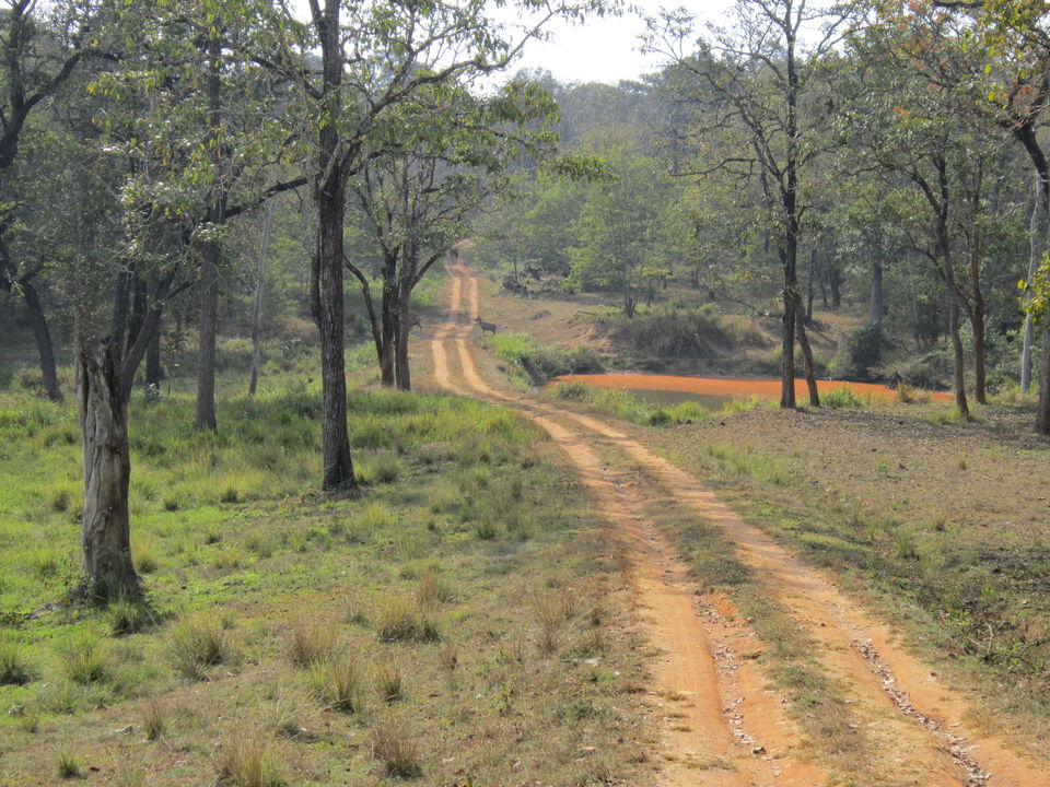 Photo of Nagarhole National Park, Mysore - Madikeri Rd, Hunsur, Karnataka, India by Saptadeepa Bandopadhyay