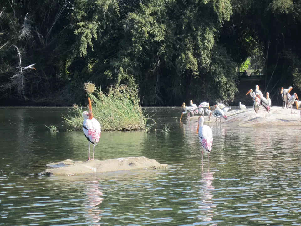 Photo of Ranganathittu Bird Sanctuary, Srirangapatna, Karnataka, India by Saptadeepa Bandopadhyay