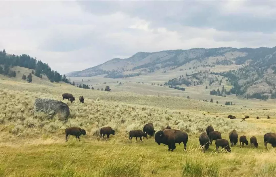 Photo of Visit to nature's wonder-Yellowstone National Park by samayu shukla
