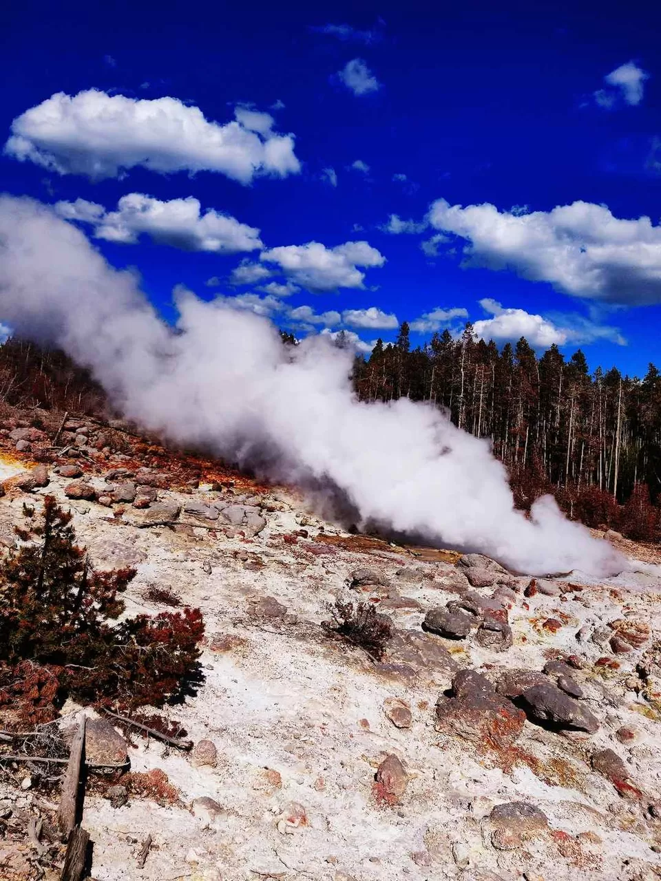 Photo of Visit to nature's wonder-Yellowstone National Park by samayu shukla