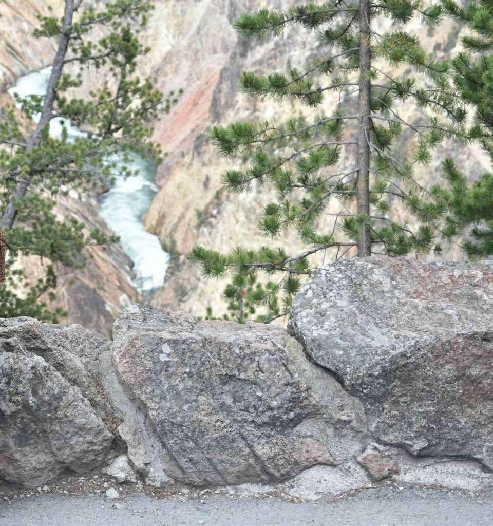 Photo of Visit to nature's wonder-Yellowstone National Park by samayu shukla