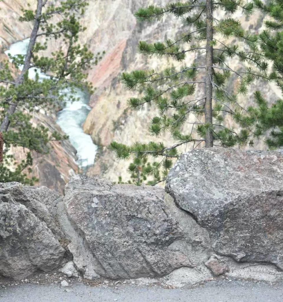 Photo of Visit to nature's wonder-Yellowstone National Park by samayu shukla