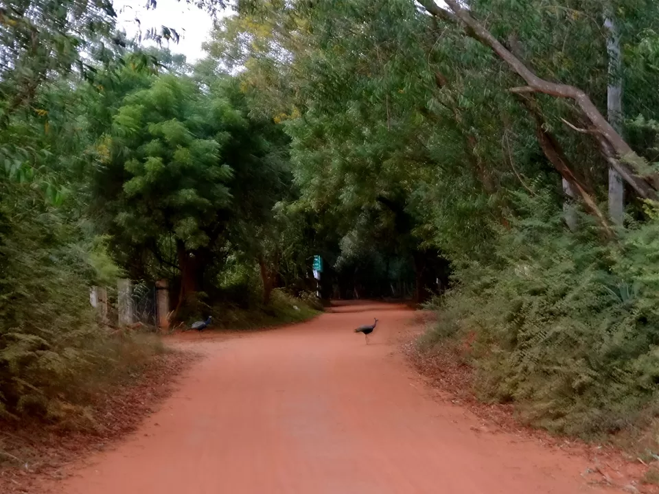 Photo of Driving along the red sand roads by Harris Dhasmana (G!¶S¥)