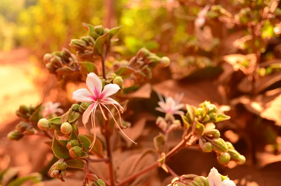 Photo of Matheran, Maharashtra, India by Sheetal Goel