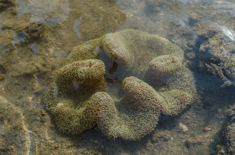 Photo of Fascinating Coral Walk @ Narara Marine National Park 5/22 by Sheetal Goel