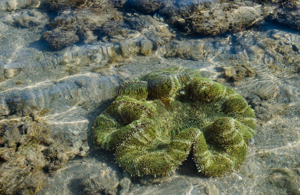 Photo of Fascinating Coral Walk @ Narara Marine National Park 10/22 by Sheetal Goel