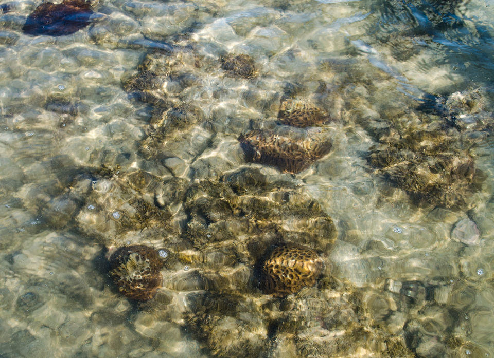 Photo of Fascinating Coral Walk @ Narara Marine National Park 11/22 by Sheetal Goel