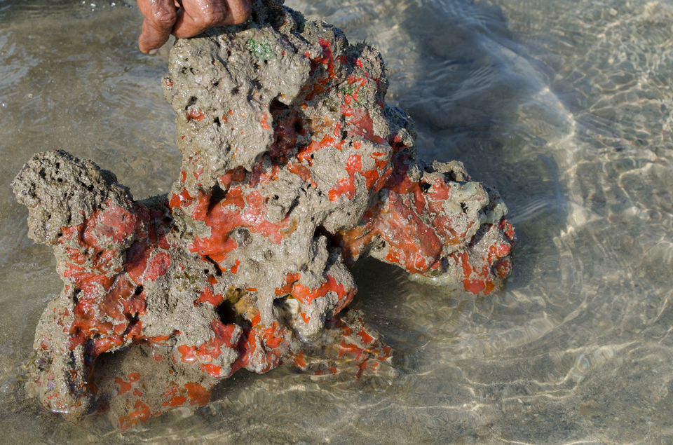 Photo of Fascinating Coral Walk @ Narara Marine National Park 6/22 by Sheetal Goel