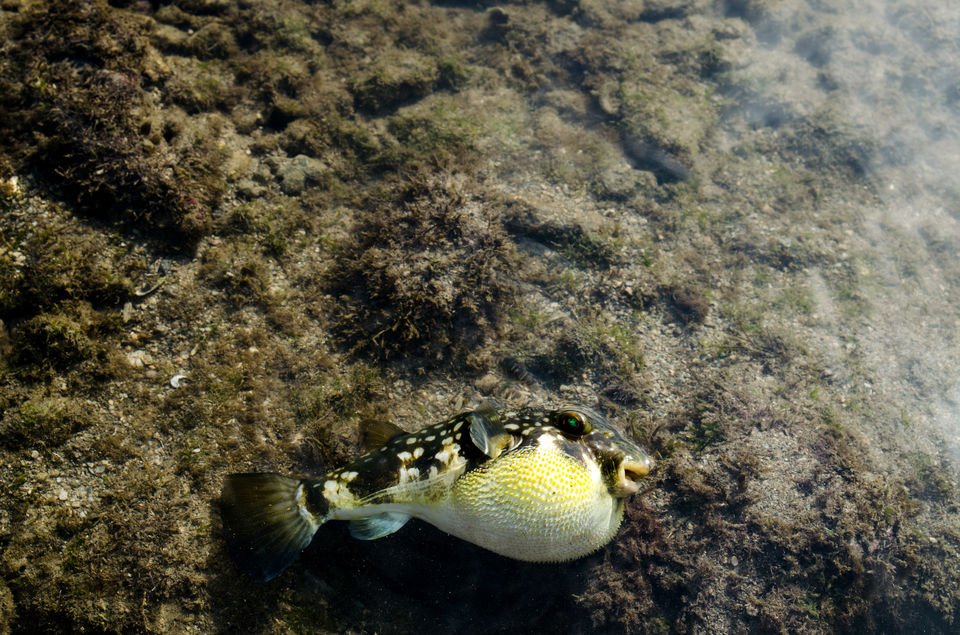 Photo of Fascinating Coral Walk @ Narara Marine National Park 15/22 by Sheetal Goel