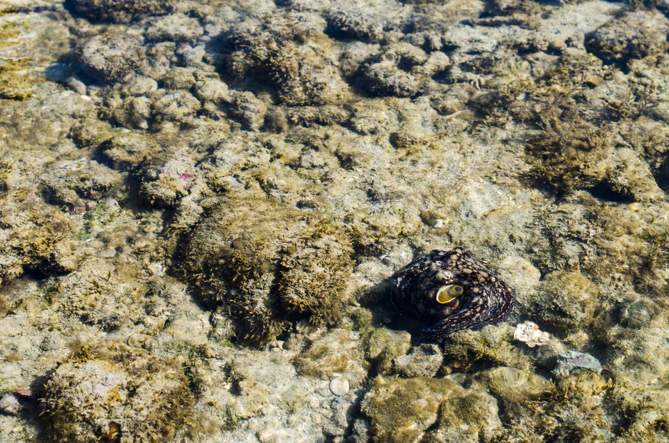 Photo of Fascinating Coral Walk @ Narara Marine National Park 12/22 by Sheetal Goel