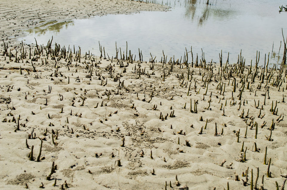Photo of Fascinating Coral Walk @ Narara Marine National Park 21/22 by Sheetal Goel