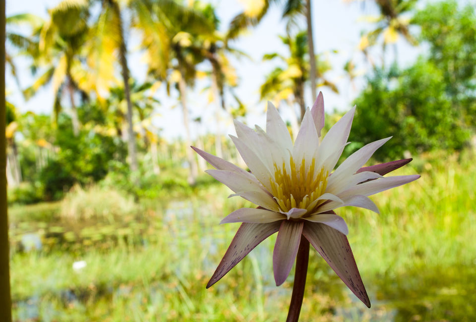 Photo of Poovar, Kerala, India by Sheetal Goel