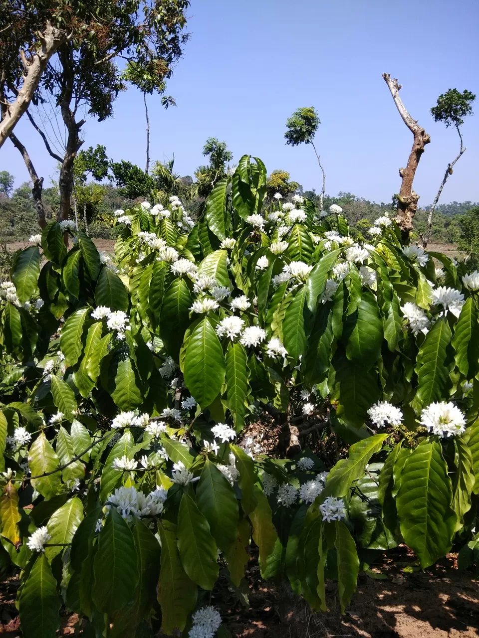 Photo of Mudigere, Karnataka, India by Pramita R. Thakker