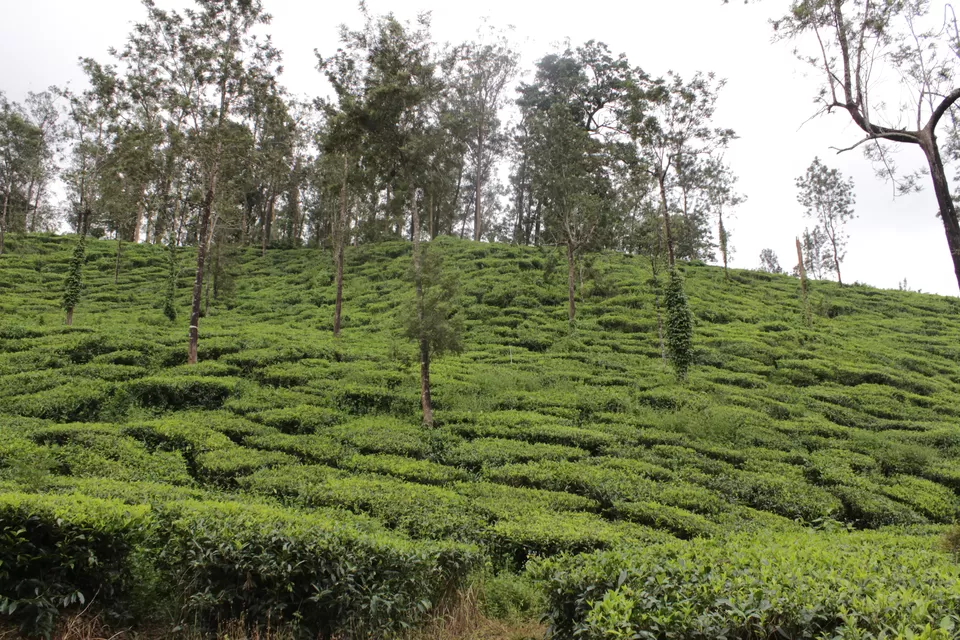 Photo of Vythiri, Kerala, India by Siva Ilankumaran