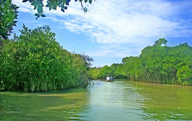 Photo of Pichavaram, Tamil Nadu, India by Siva Ilankumaran
