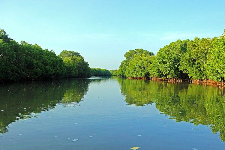 Photo of Pichavaram, Tamil Nadu, India by Siva Ilankumaran
