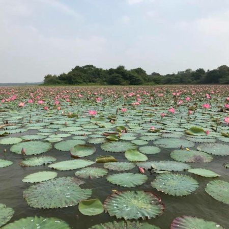 Photo of Ousteri by Siva Ilankumaran