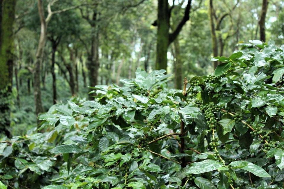 Photo of SouthEast has equally exquisite hill stations, one such is Coorg - #notinnorth by Siva Ilankumaran