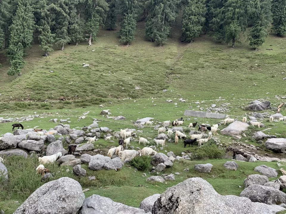 Photo of Raj Gunda, Himachal Pradesh, India by Siva Ilankumaran