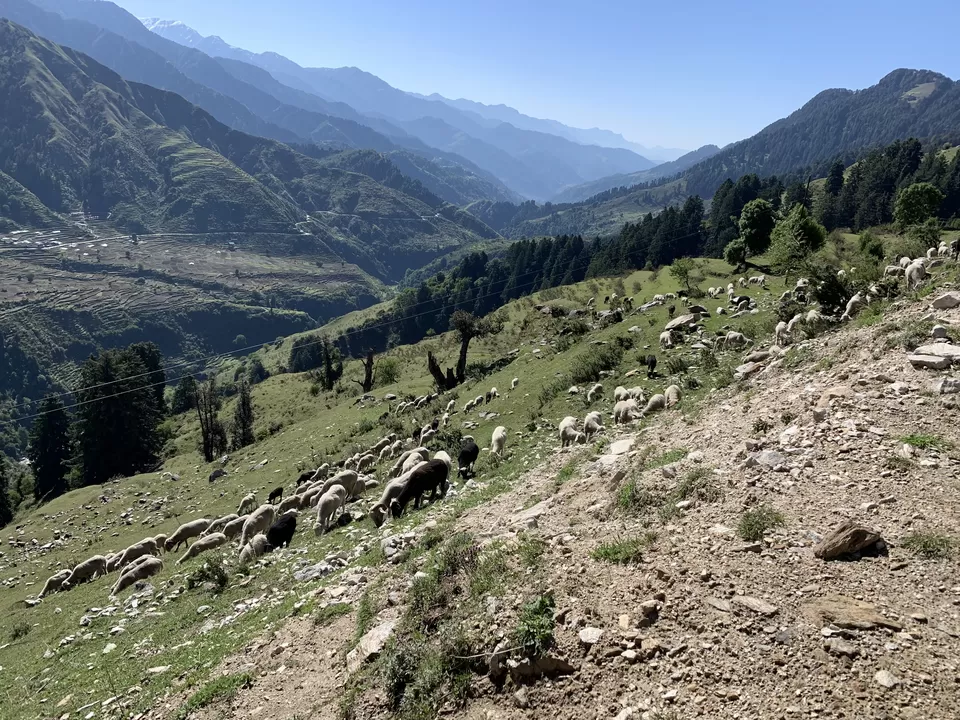 Photo of Raj Gunda, Himachal Pradesh, India by Siva Ilankumaran