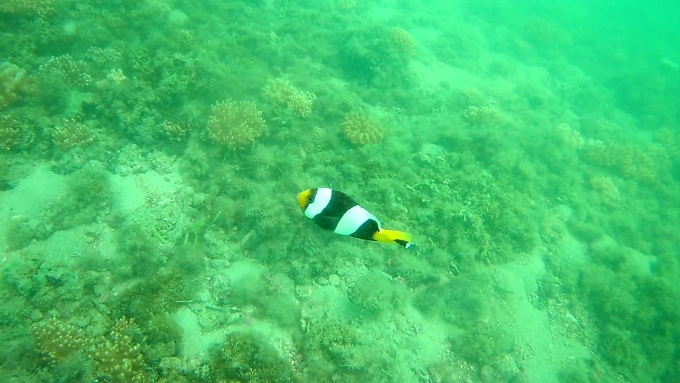 Photo of unexplored Rameswaram - vlog link attached 3/7 by Vinod Raj