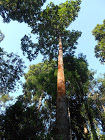 Photo of Gibbon in Natural habitat 2/2 by Sidheswar Kumar Mishra