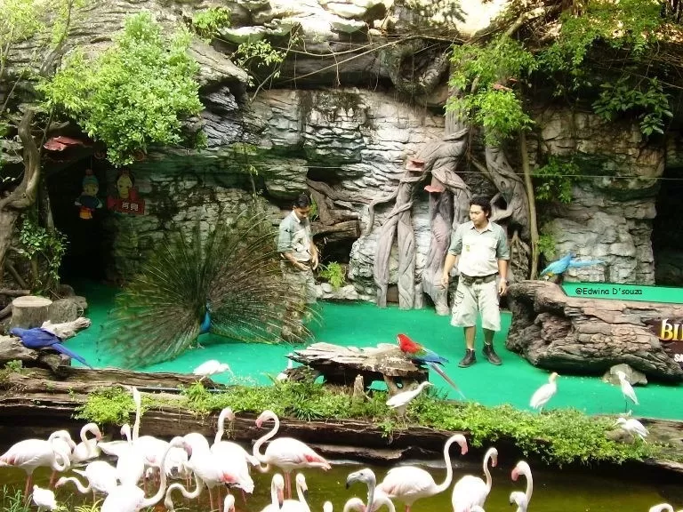 Photo of Phuket Bird Park, Chao Fah Tawan Tok Road, Wichit, Mueang Phuket District, Phuket, Thailand by Edwina D'souza