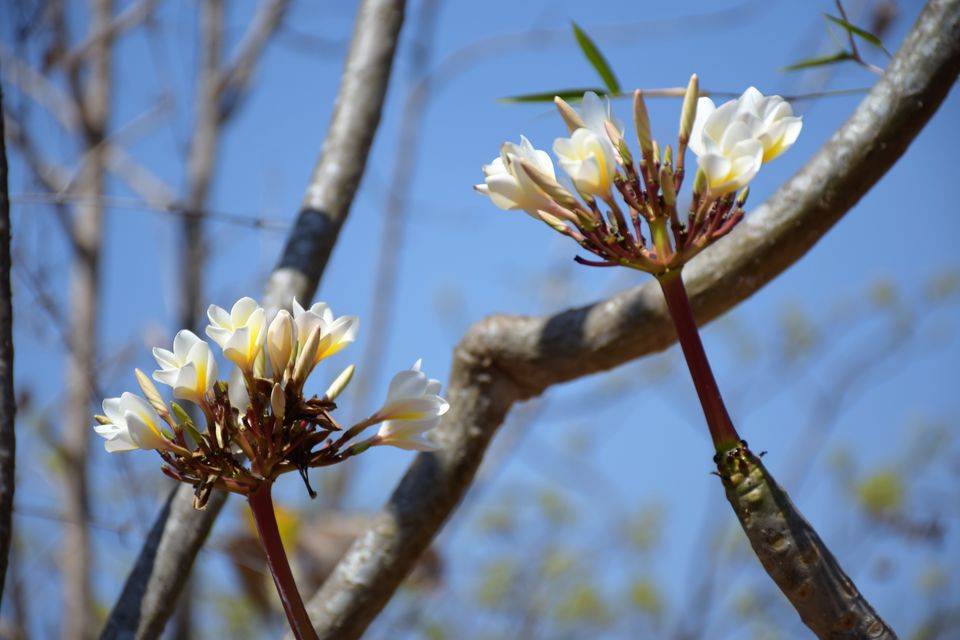 Photo of Bandipur National Park, Bandipur, Karnataka, India by Sinjana Ghosh