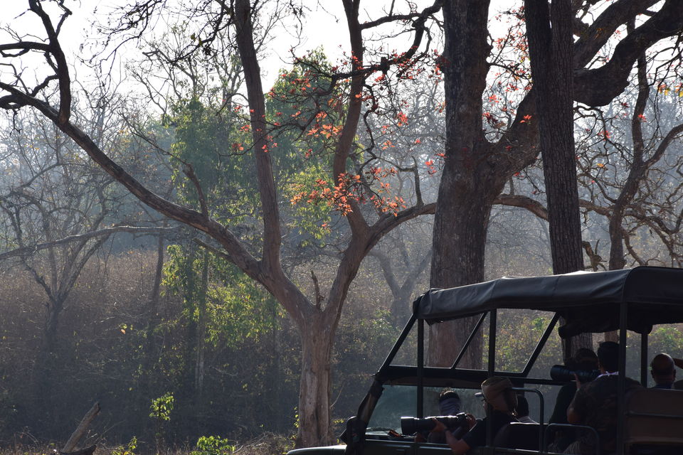 Photo of Bandipur National Park, Bandipur, Karnataka, India by Sinjana Ghosh