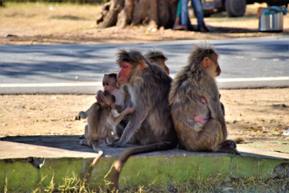 Photo of Bandipur National Park, Bandipur, Karnataka, India by Sinjana Ghosh