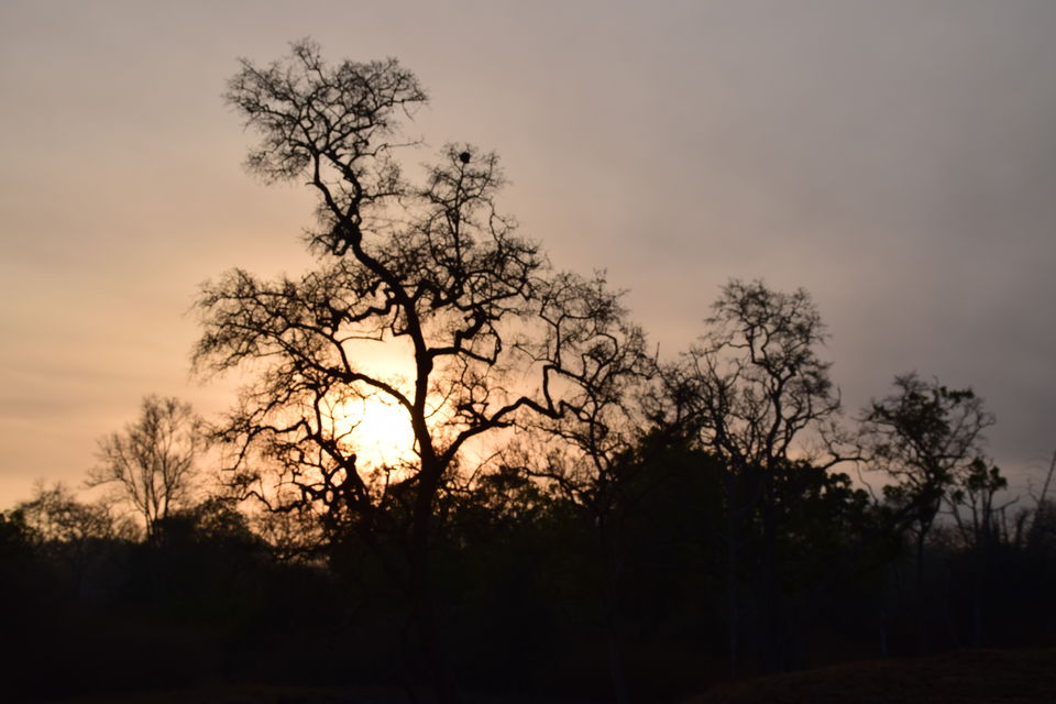 Photo of Bandipur National Park, Bandipur, Karnataka, India by Sinjana Ghosh