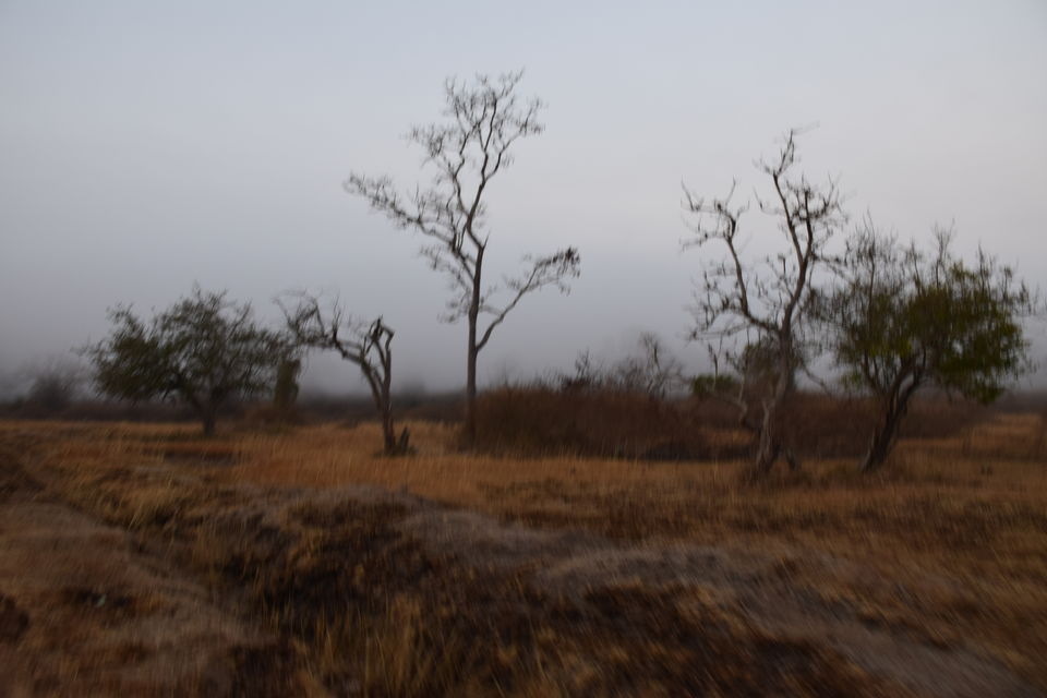 Photo of Bandipur National Park, Bandipur, Karnataka, India by Sinjana Ghosh