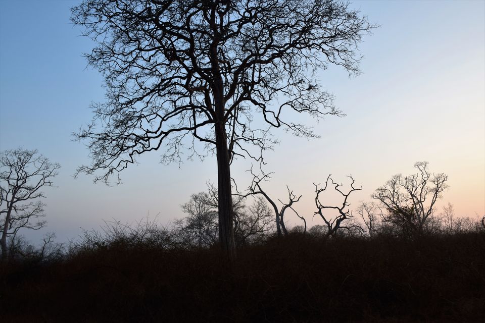 Photo of Bandipur Tiger Reserve #photoblog by Sinjana Ghosh