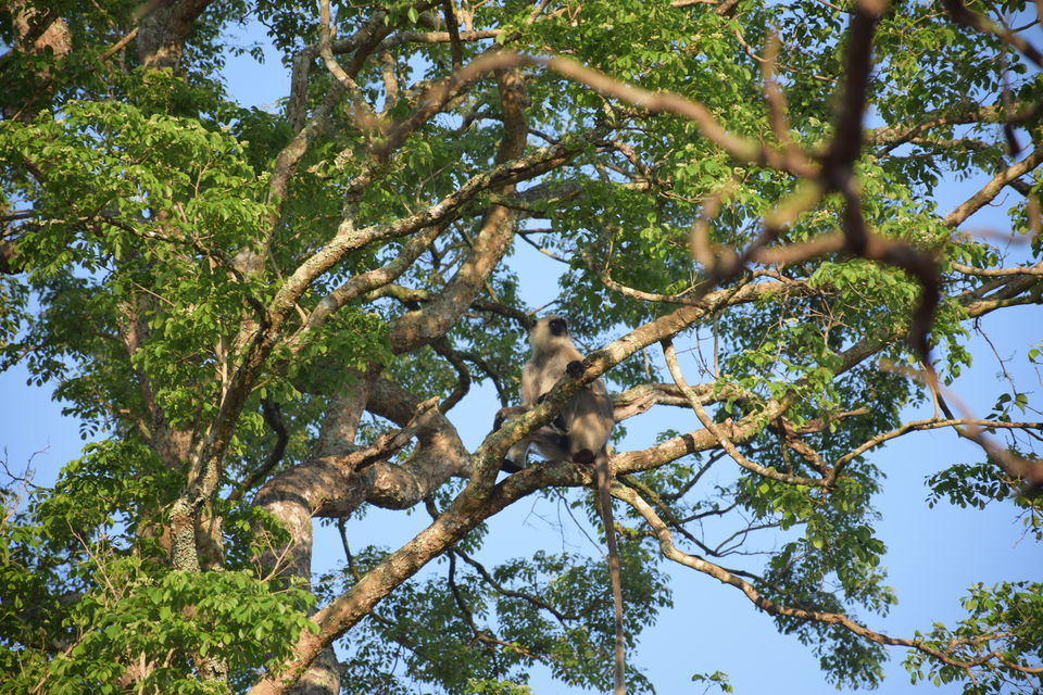 Photo of Bandipur Tiger Reserve #photoblog by Sinjana Ghosh