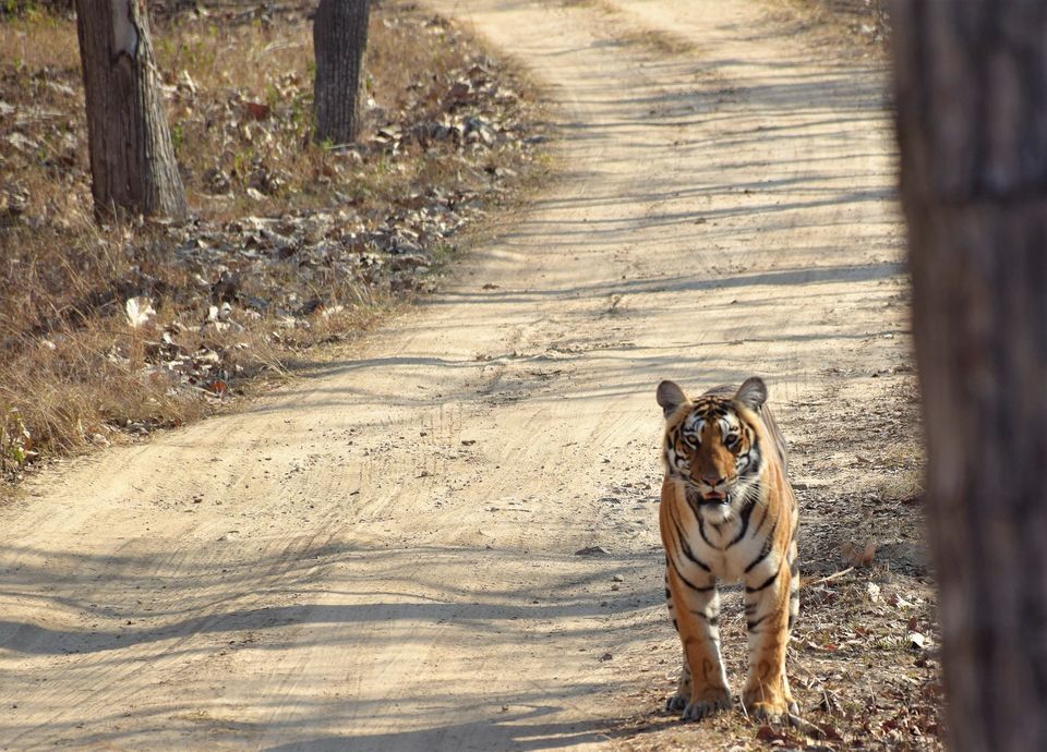 Photo of Bandipur Tiger Reserve #photoblog by Sinjana Ghosh