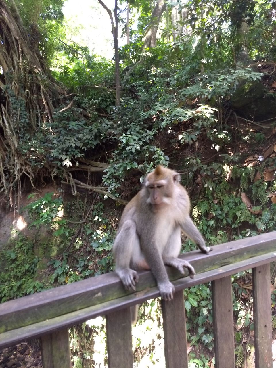 Photo of Bali Trip by traveller monk